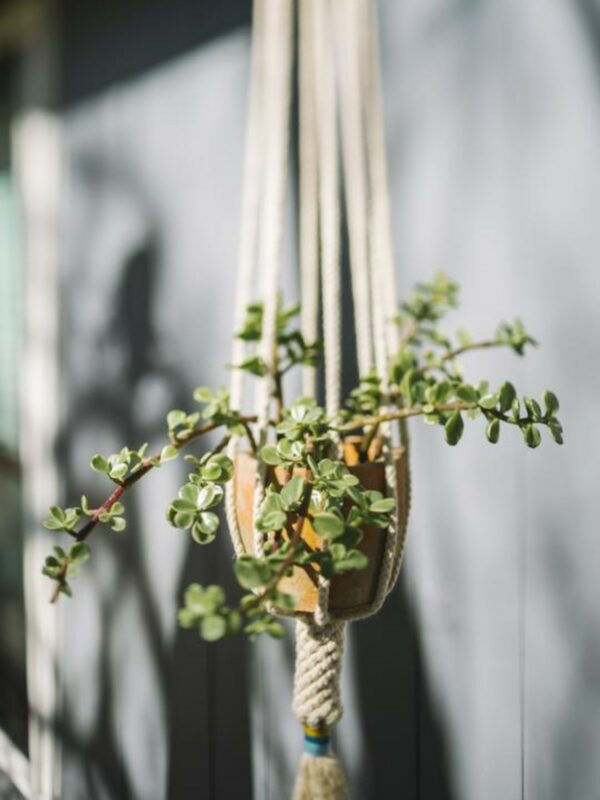 Hand-knotted Dignity Plant Hanger - Mustard Multi