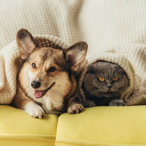 Dogs and cats...living together 